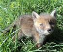 Farplace Animal Rescue Great Run 2014 page